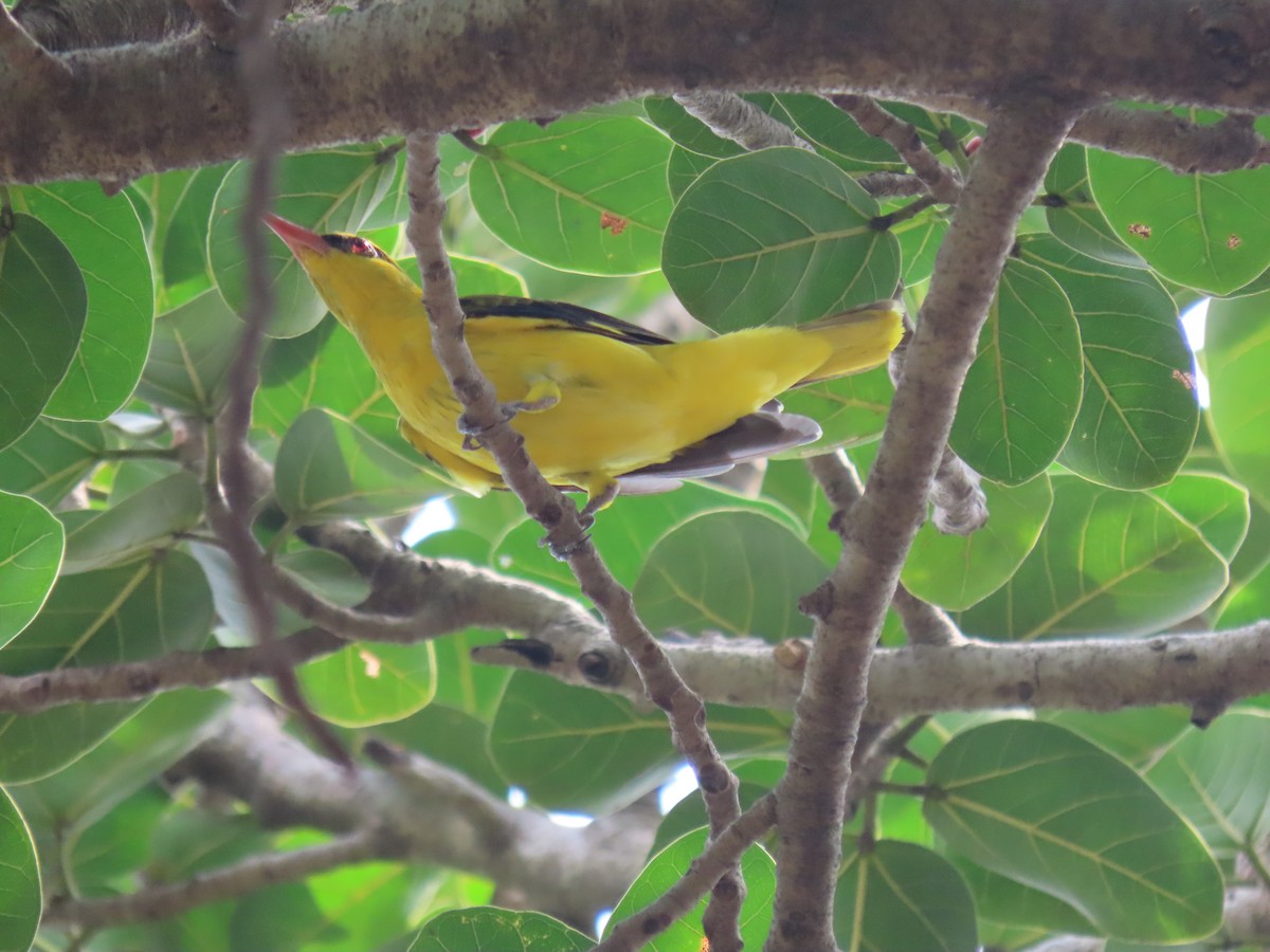 Indian Golden Oriole - ML643582579