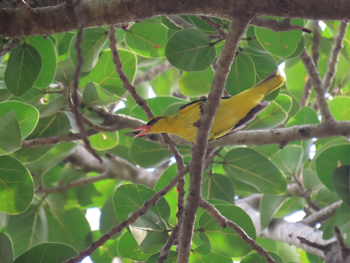 Indian Golden Oriole - ML643582580