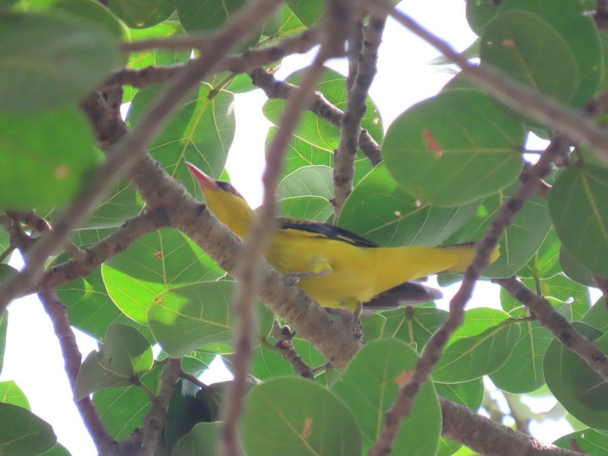 Indian Golden Oriole - ML643582581