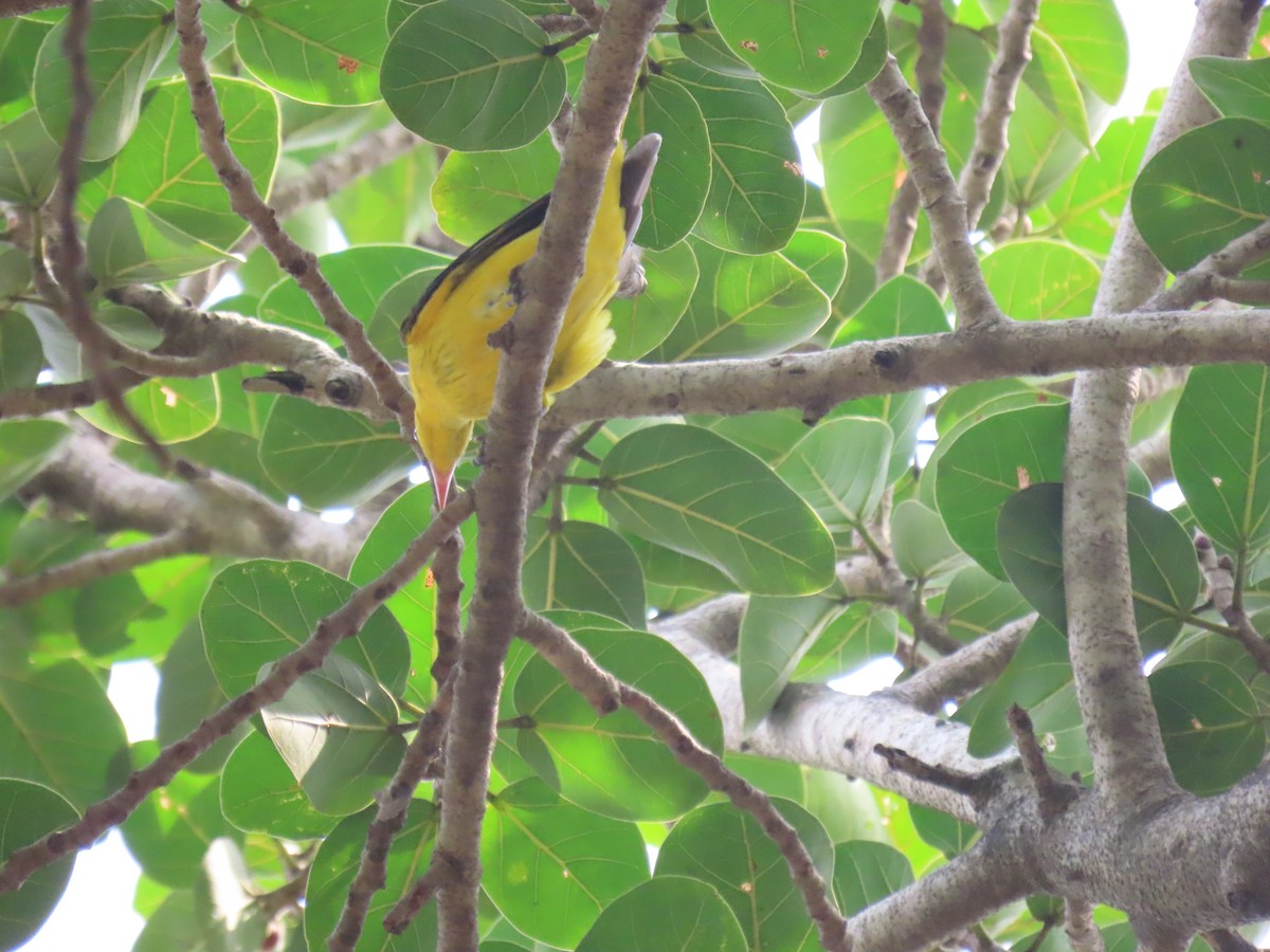 Indian Golden Oriole - ML643582582