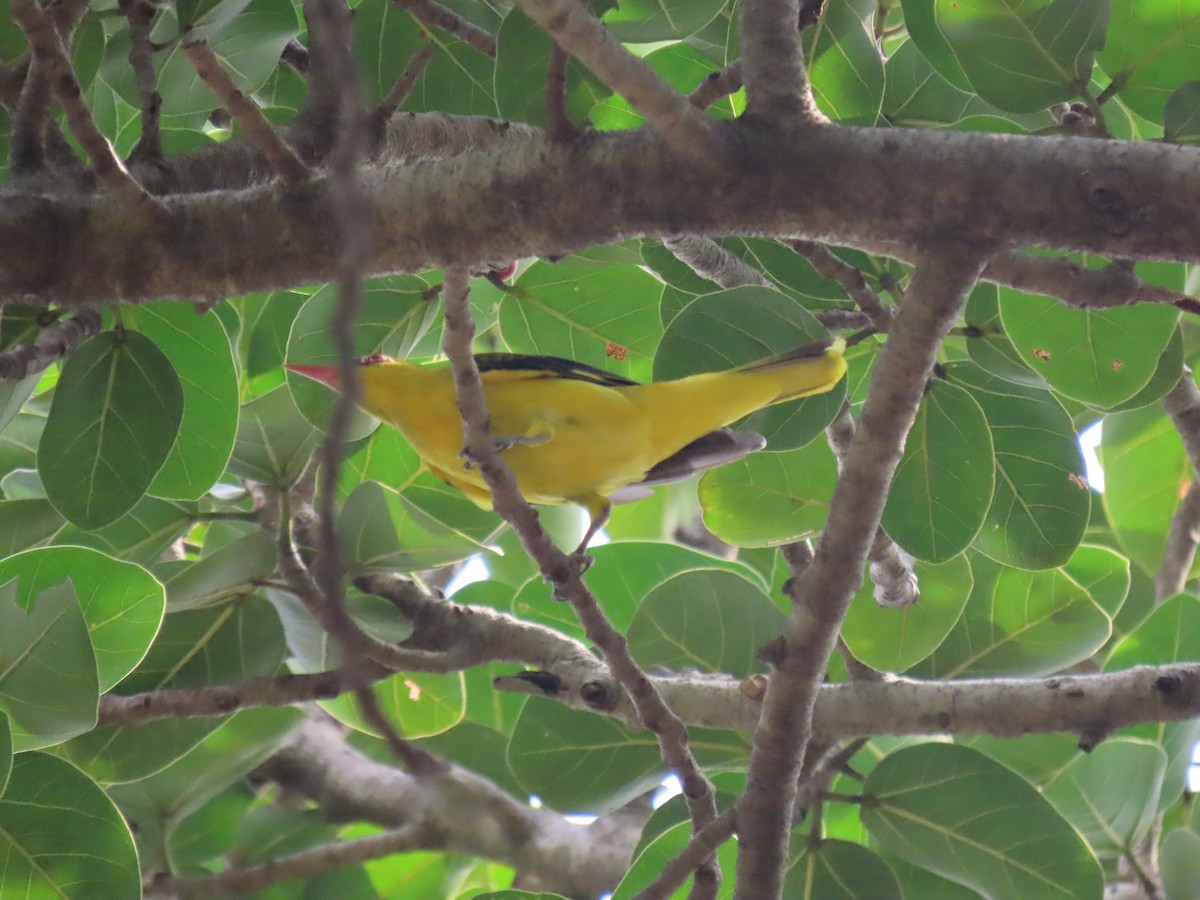 Indian Golden Oriole - ML643582583