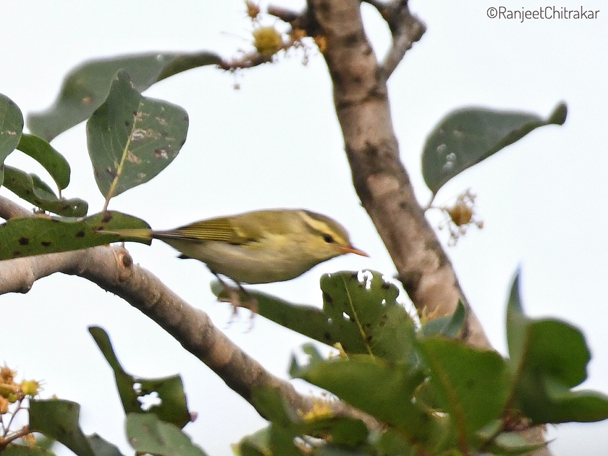 Western Crowned Warbler - ML643582586