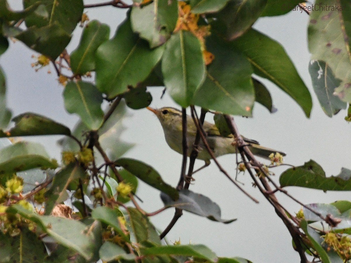 Western Crowned Warbler - ML643582587
