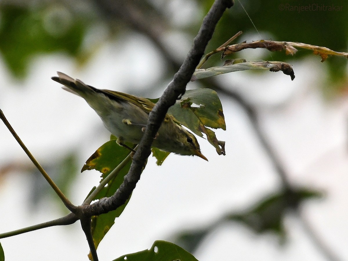 Western Crowned Warbler - ML643582588