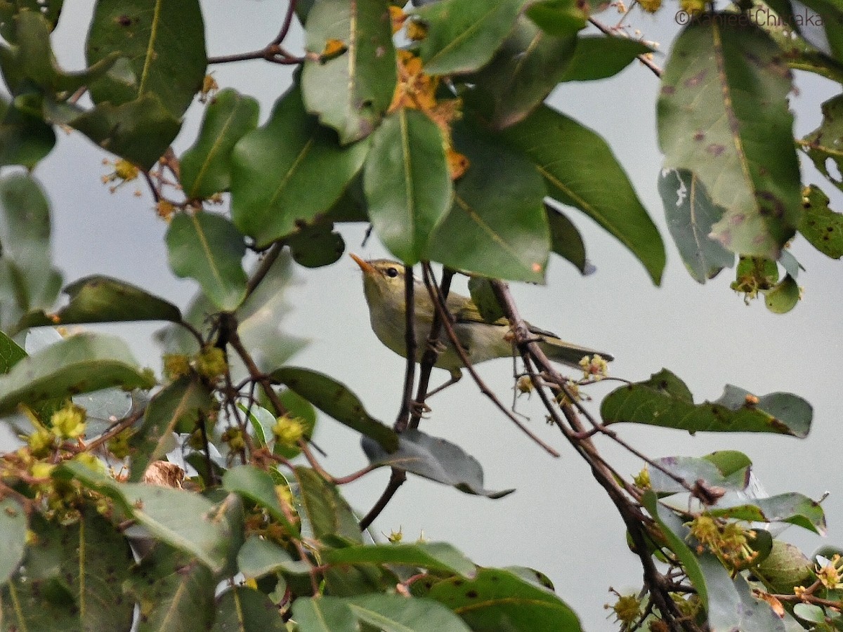 Western Crowned Warbler - ML643582589