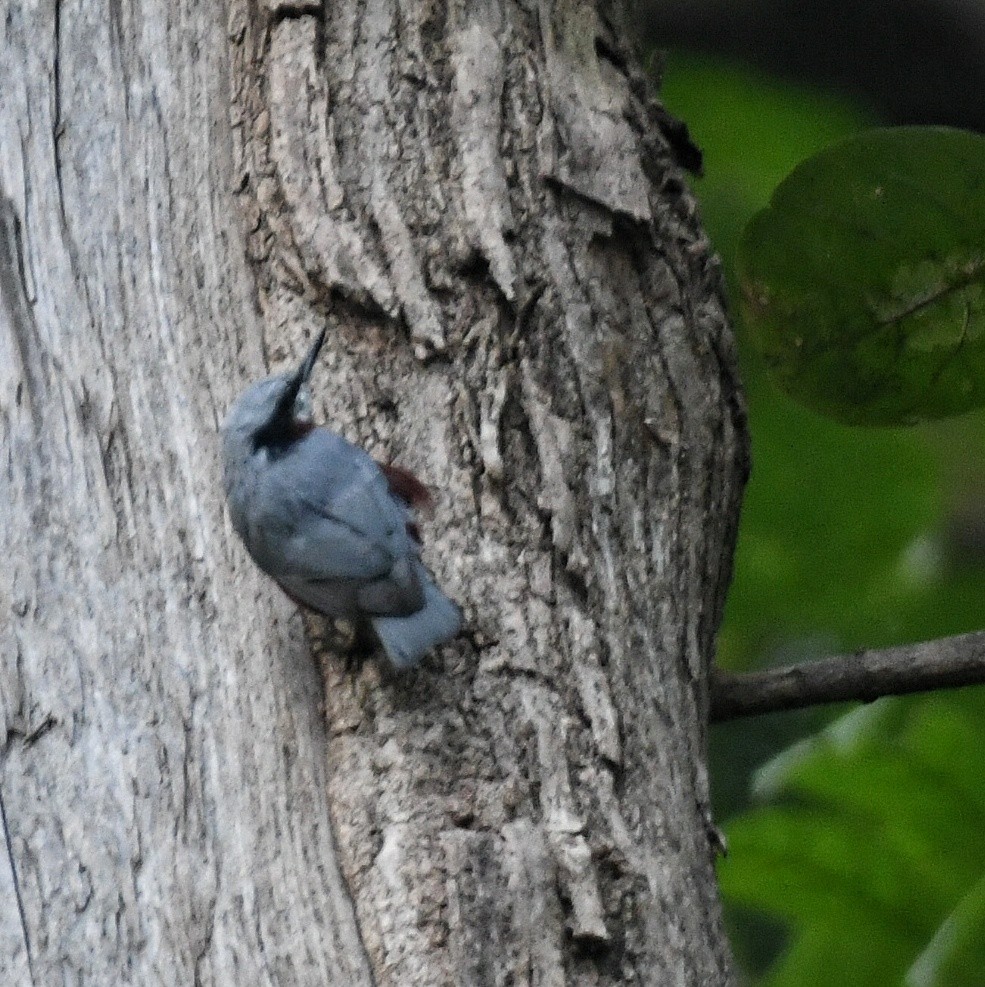 Kastanienkleiber - ML643582593