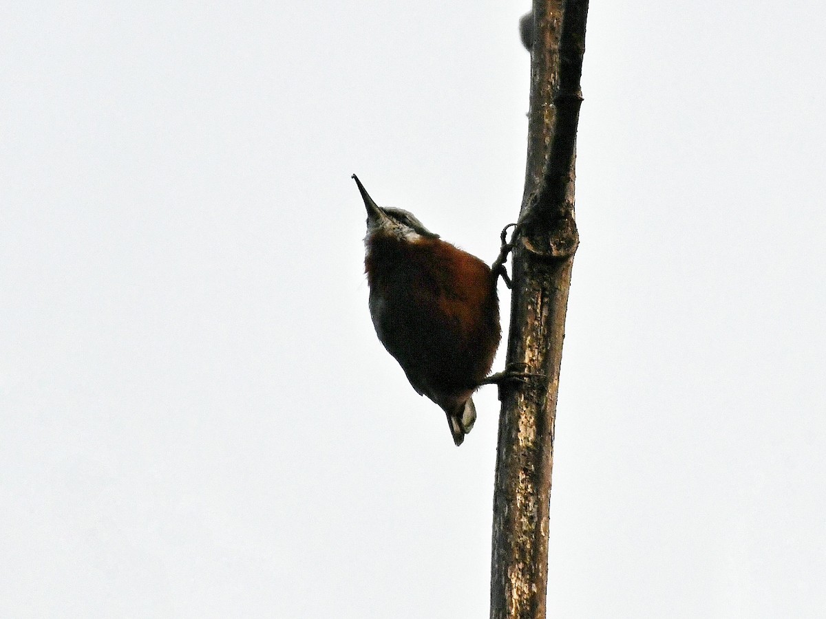 Kastanienkleiber - ML643582594