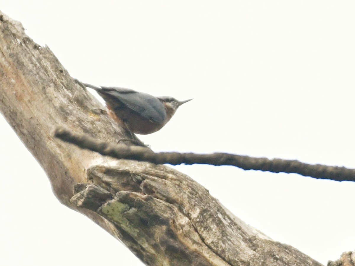 Kastanienkleiber - ML643582595