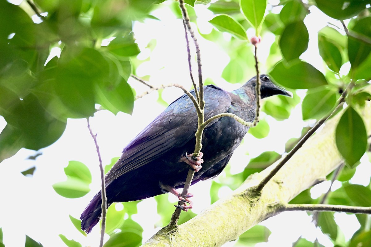 Black Wood-Pigeon - ML643582618