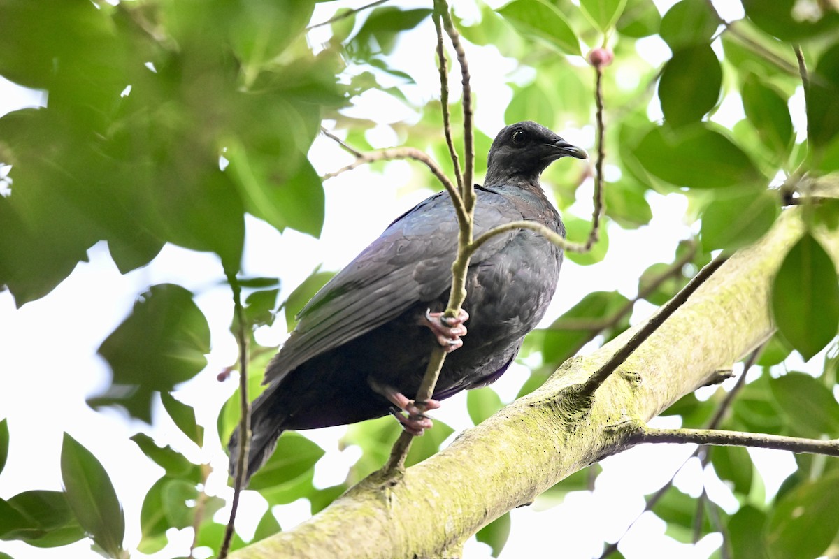 Black Wood-Pigeon - ML643582619