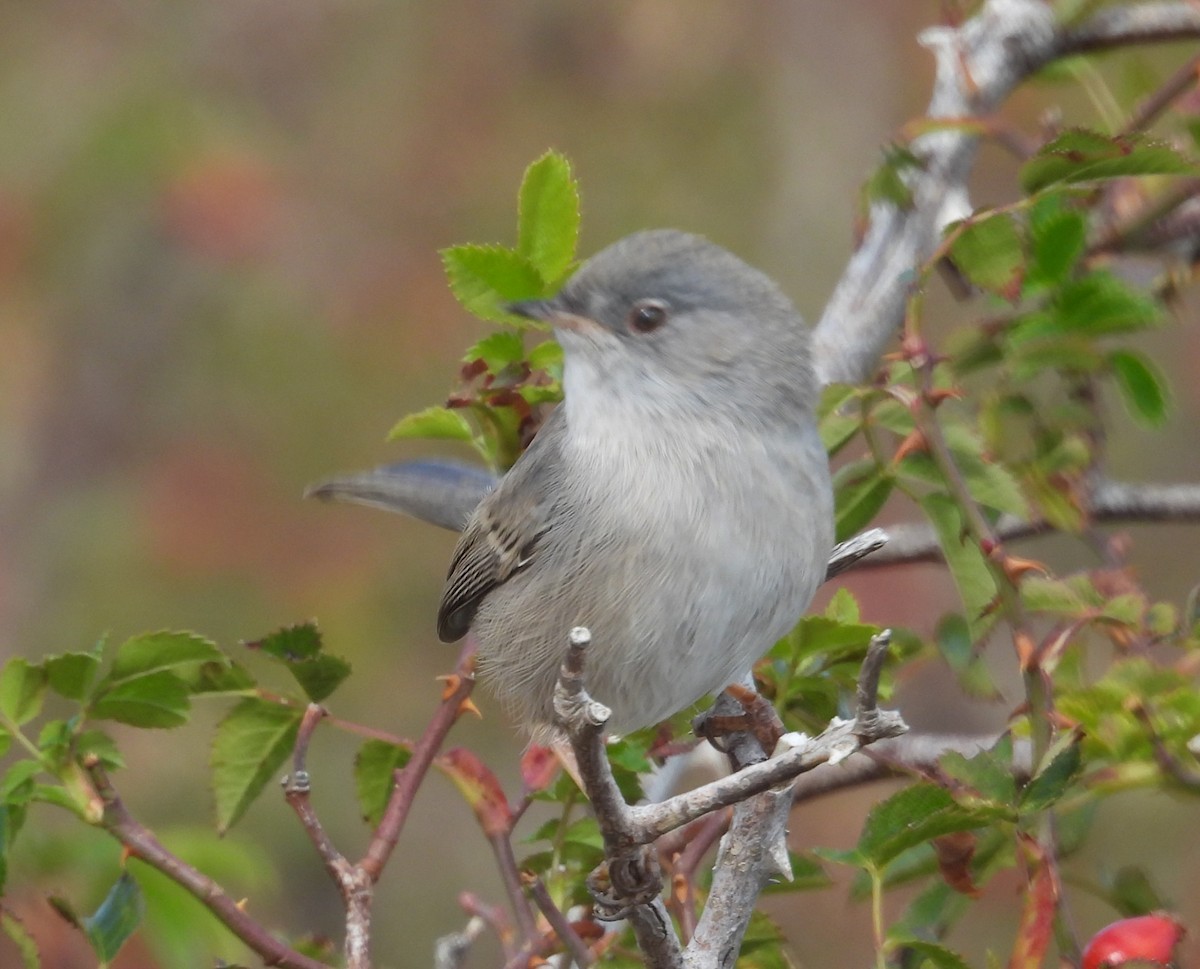 Fauvette sarde - ML643582621