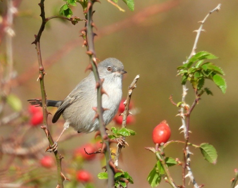 Fauvette sarde - ML643582627