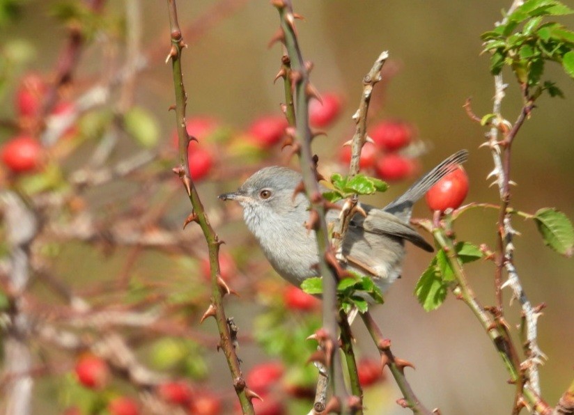 Fauvette sarde - ML643582635