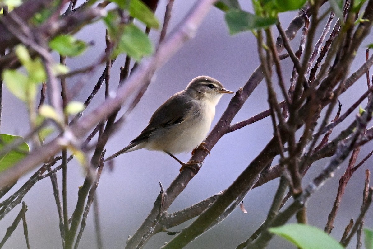 Mosquitero Musical - ML643582636