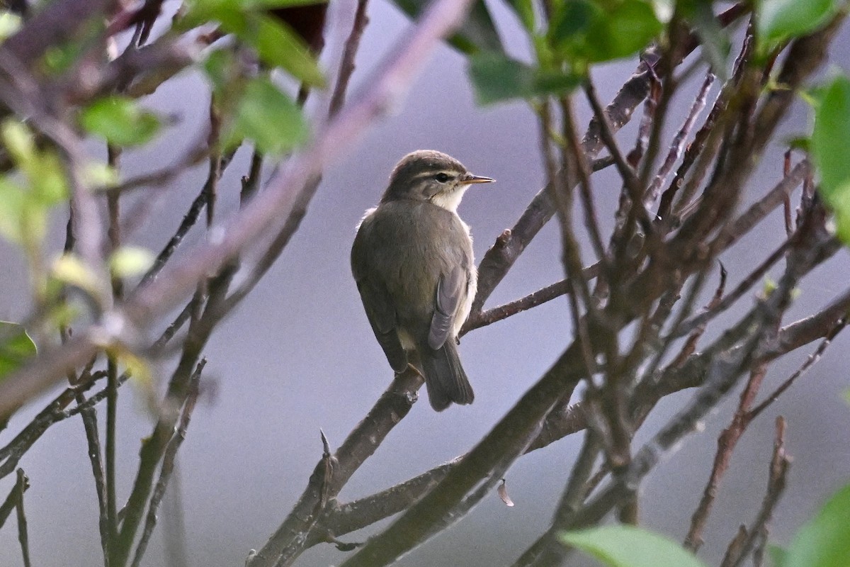 Mosquitero Musical - ML643582637
