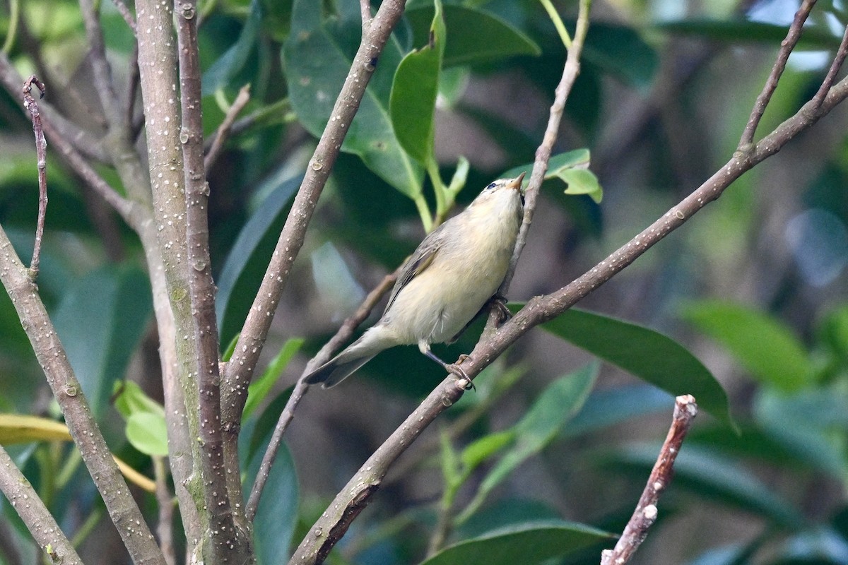 Mosquitero Musical - ML643582639