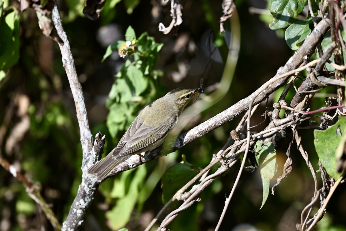 Mosquitero Musical - ML643582640