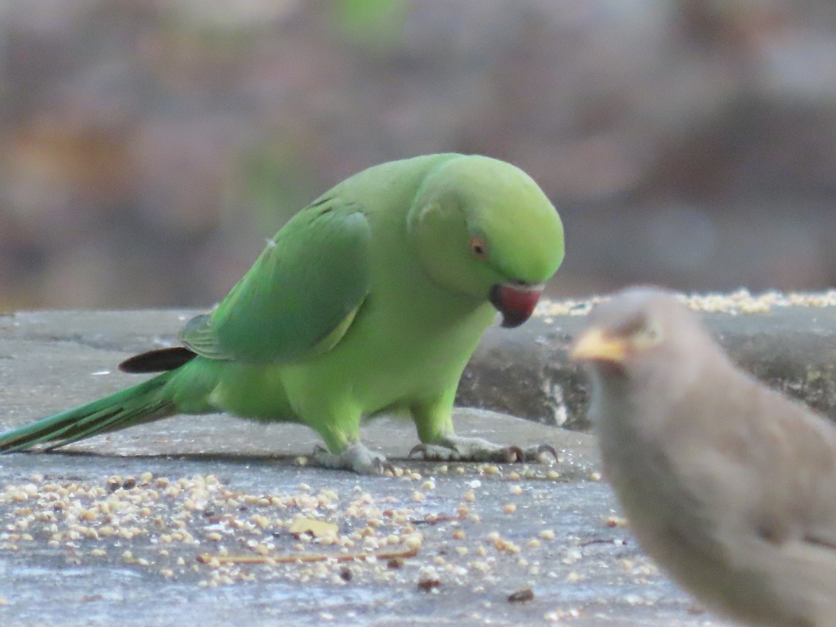 Rose-ringed Parakeet - ML643582644