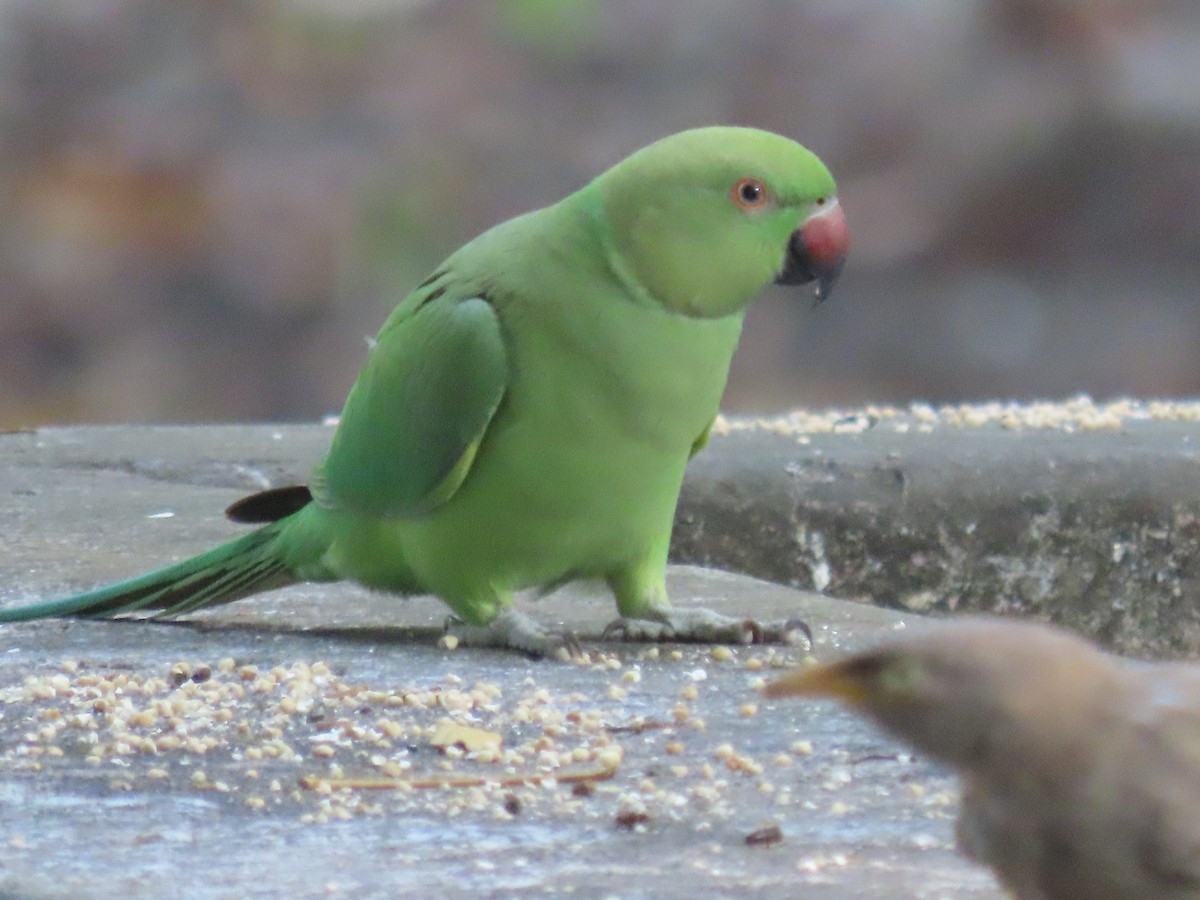 Rose-ringed Parakeet - ML643582646