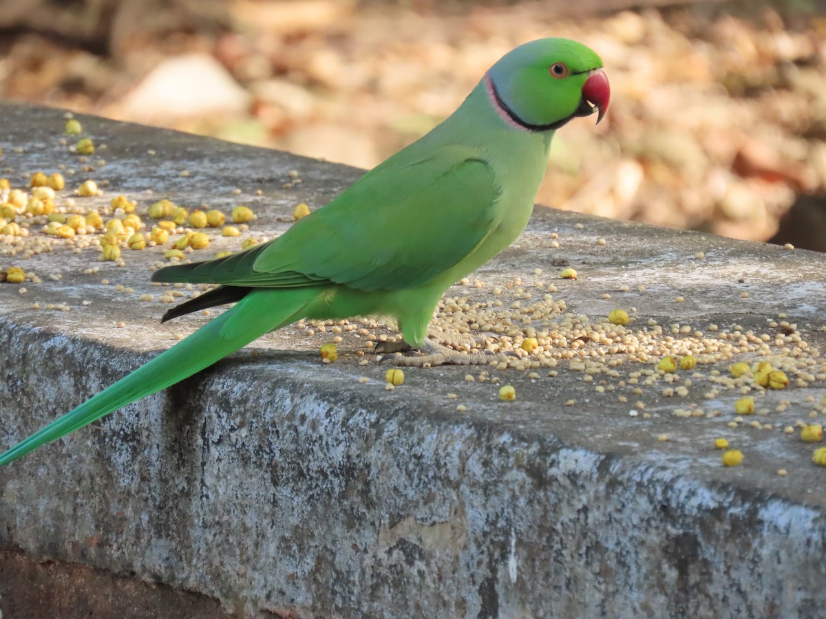 Rose-ringed Parakeet - ML643582647