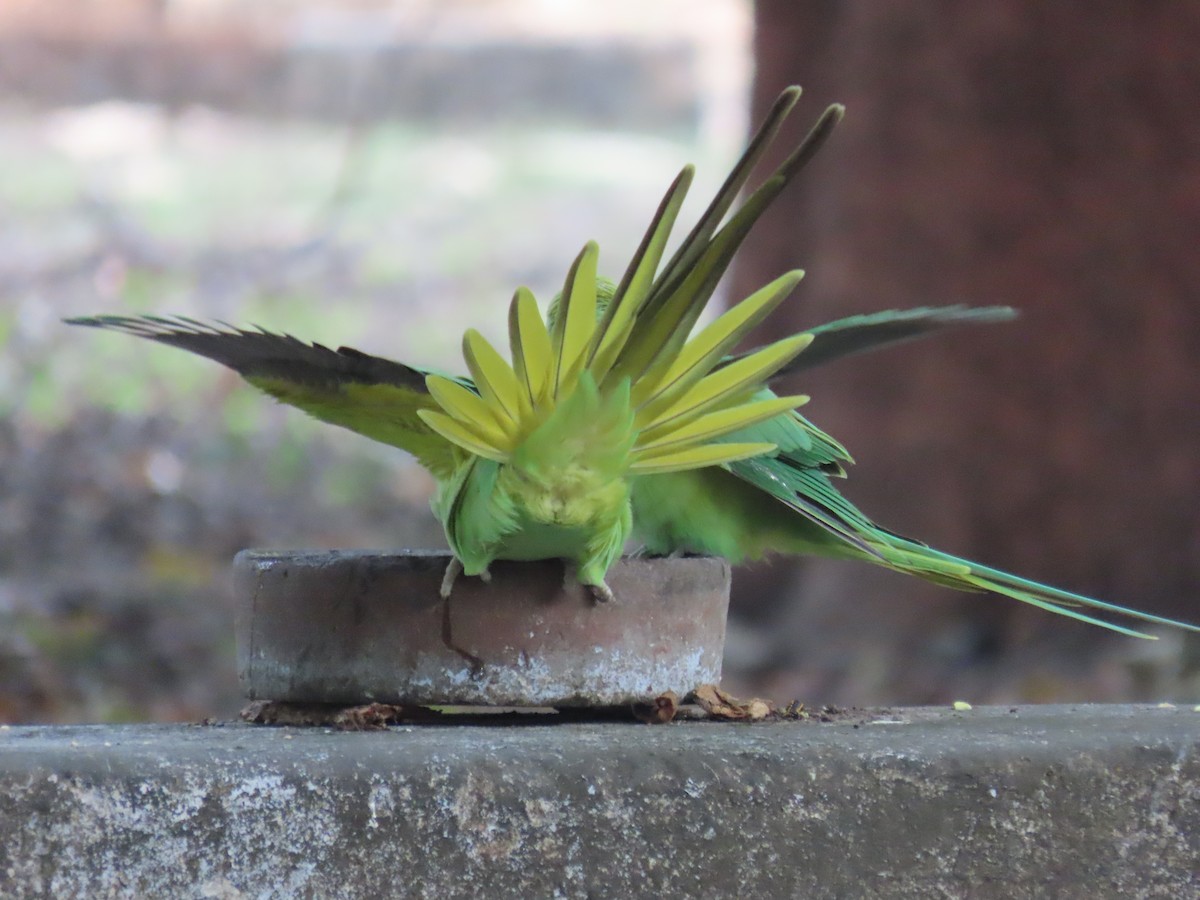 Rose-ringed Parakeet - ML643582648