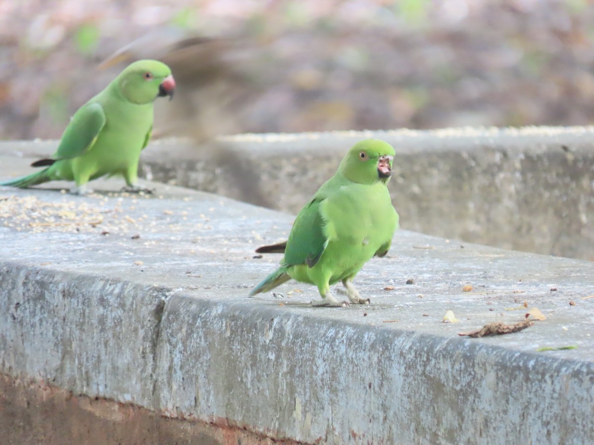 Rose-ringed Parakeet - ML643582649