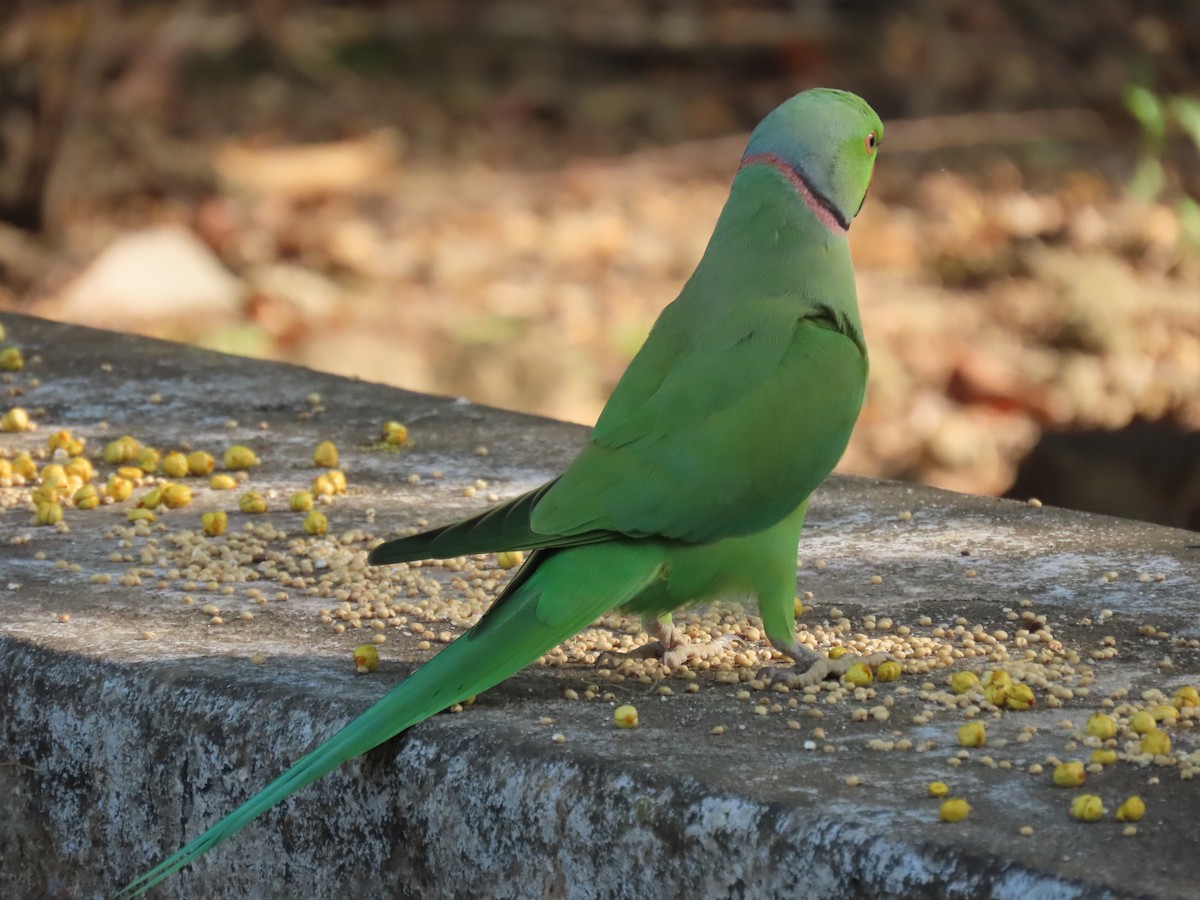 Rose-ringed Parakeet - ML643582650