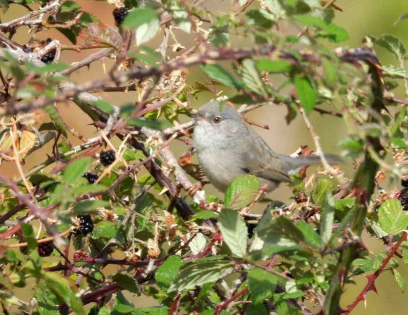 Fauvette sarde - ML643582651