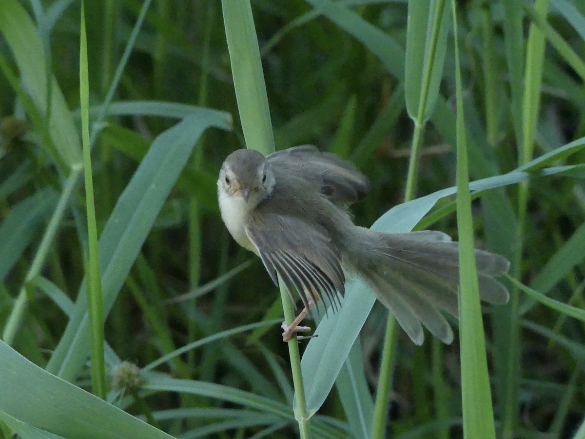 Plain Prinia - ML643582675