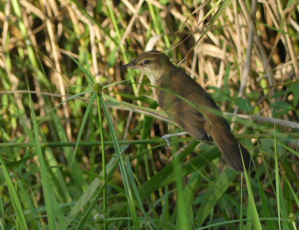 Oriental Reed Warbler - ML643582678
