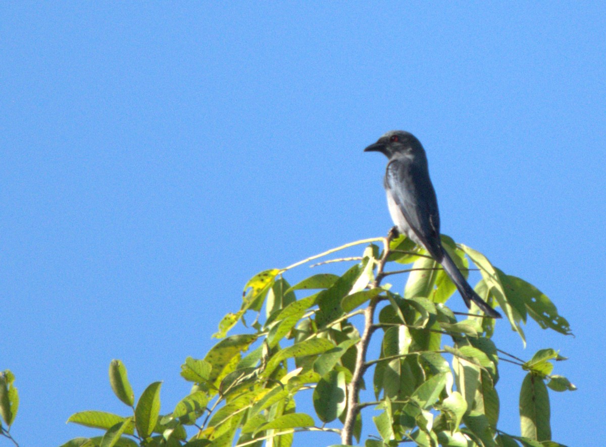 Ashy Drongo (Sooty) - ML643582688