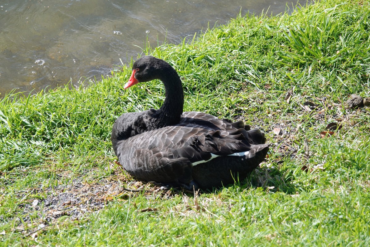 Black Swan - ML643582689
