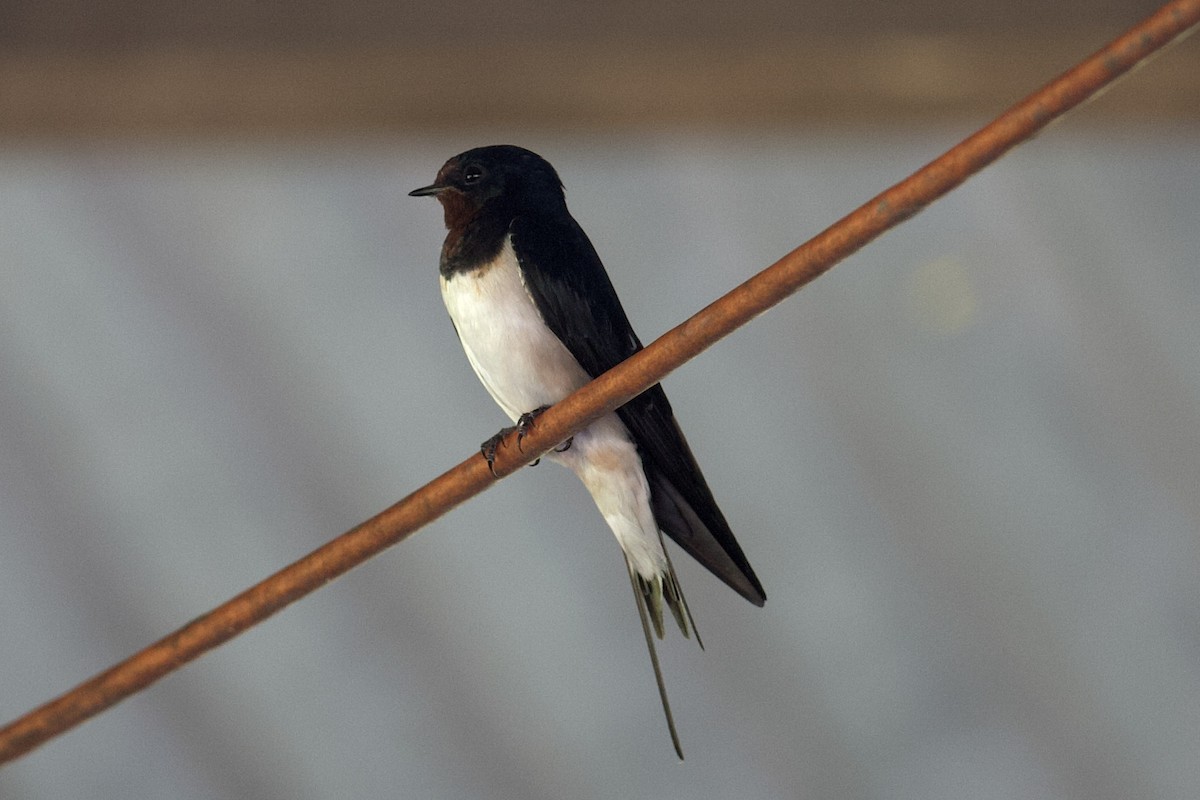 Barn Swallow - ML643582693
