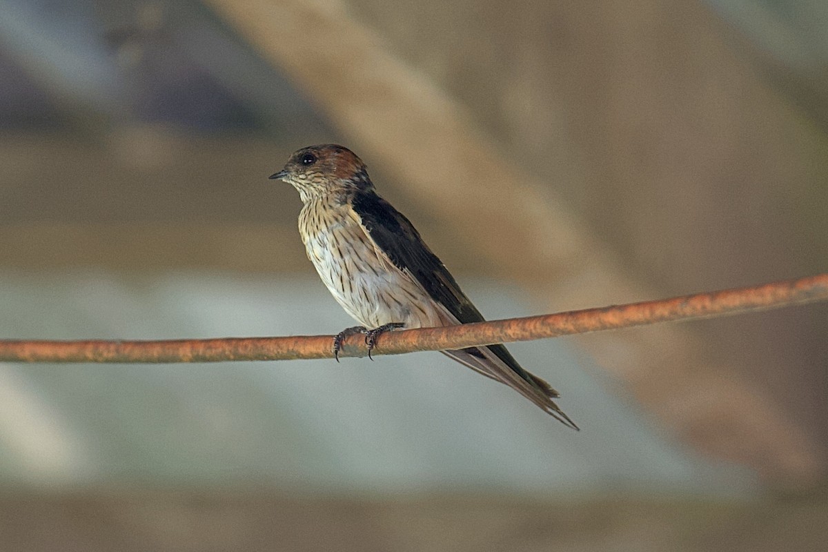 Eastern Red-rumped Swallow - ML643582701