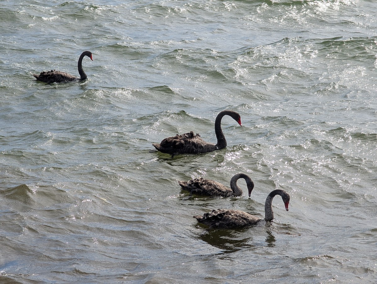 Black Swan - ML643582712