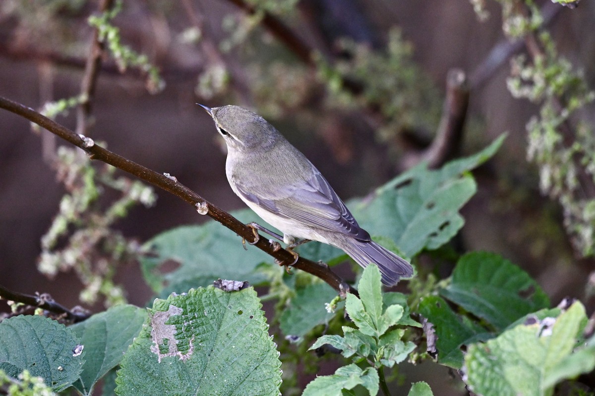Mosquitero Musical - ML643582713