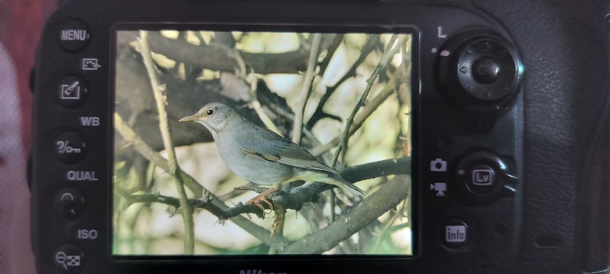 קיכלי תכלכל - ML643582715