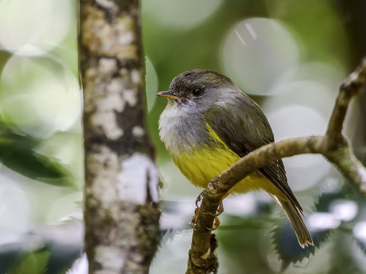 Yellow-bellied Flyrobin - ML643582718