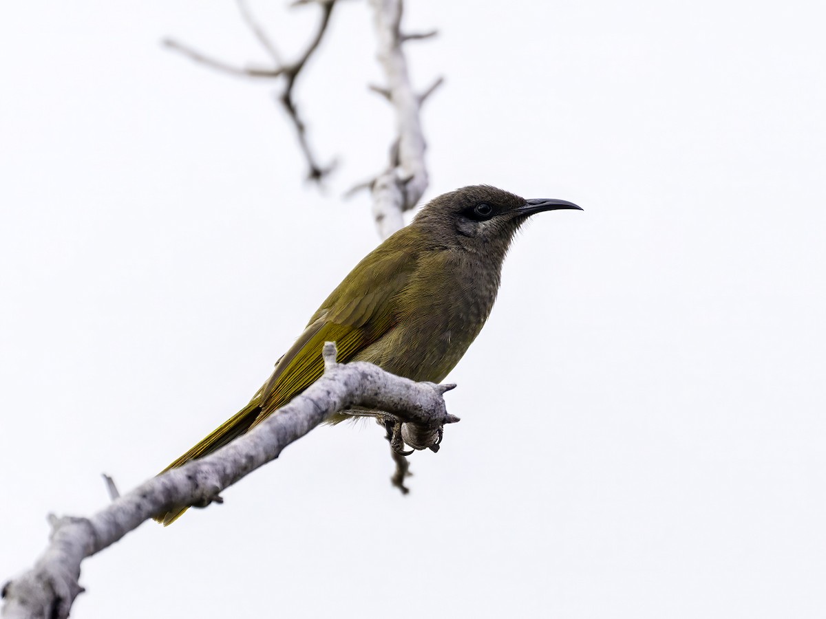 Gray-eared Honeyeater - ML643582721