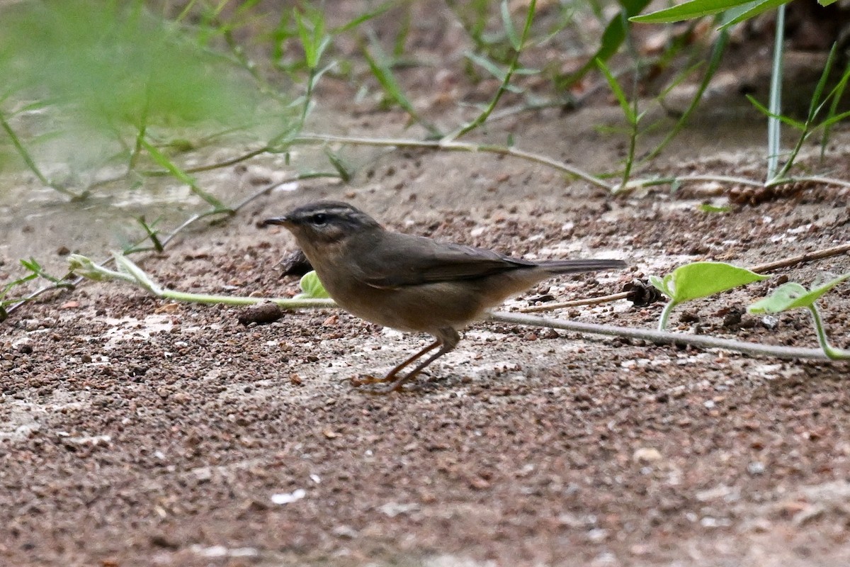 Dusky Warbler - ML643582734
