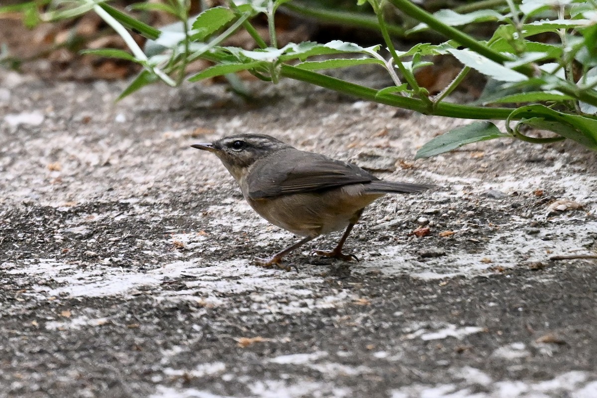 Dusky Warbler - ML643582735
