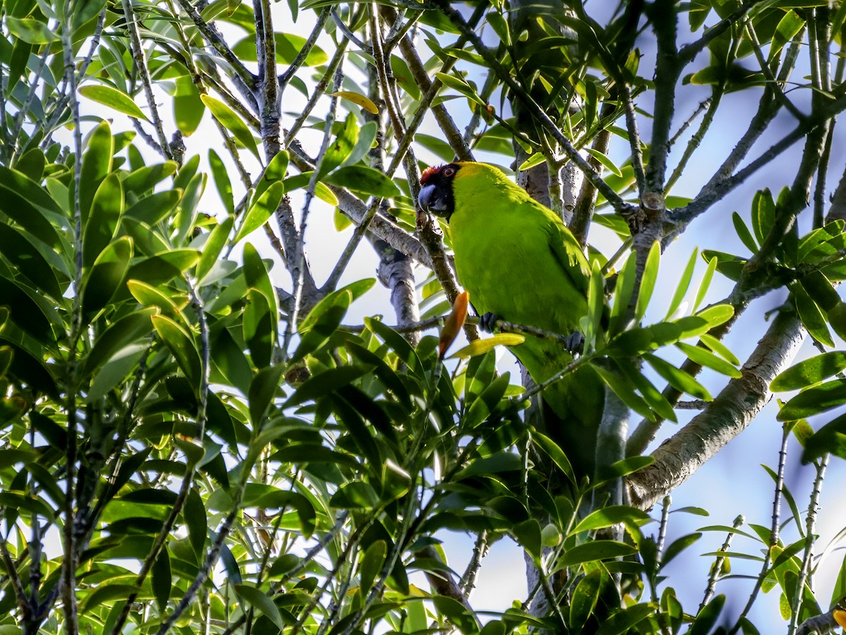 Horned Parakeet - ML643582738