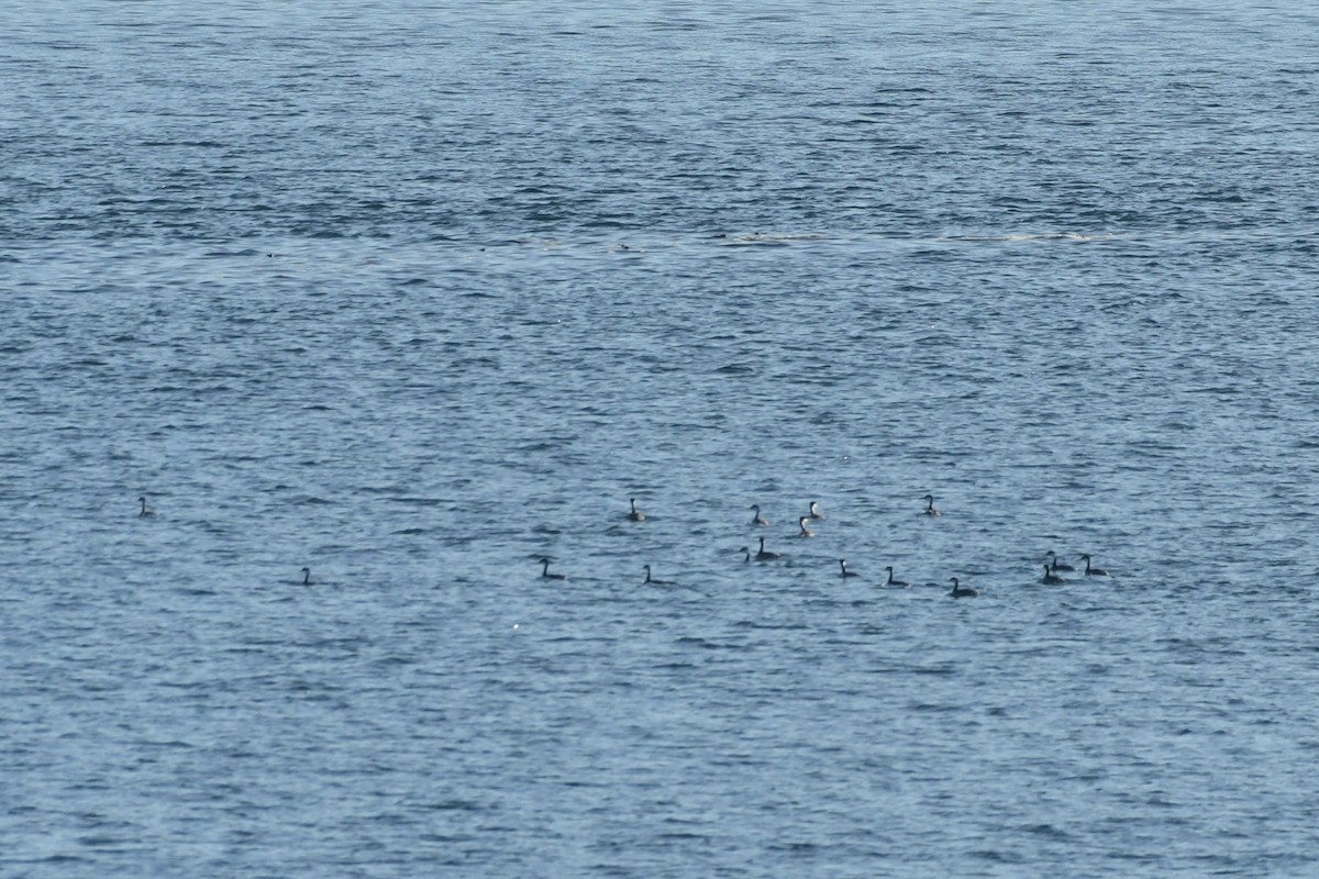 potápka západní - ML643582739