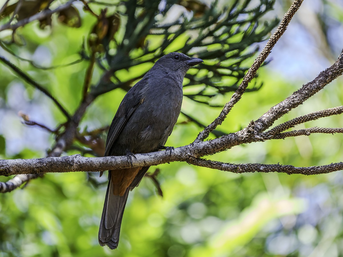New Caledonian Cuckooshrike - ML643582747