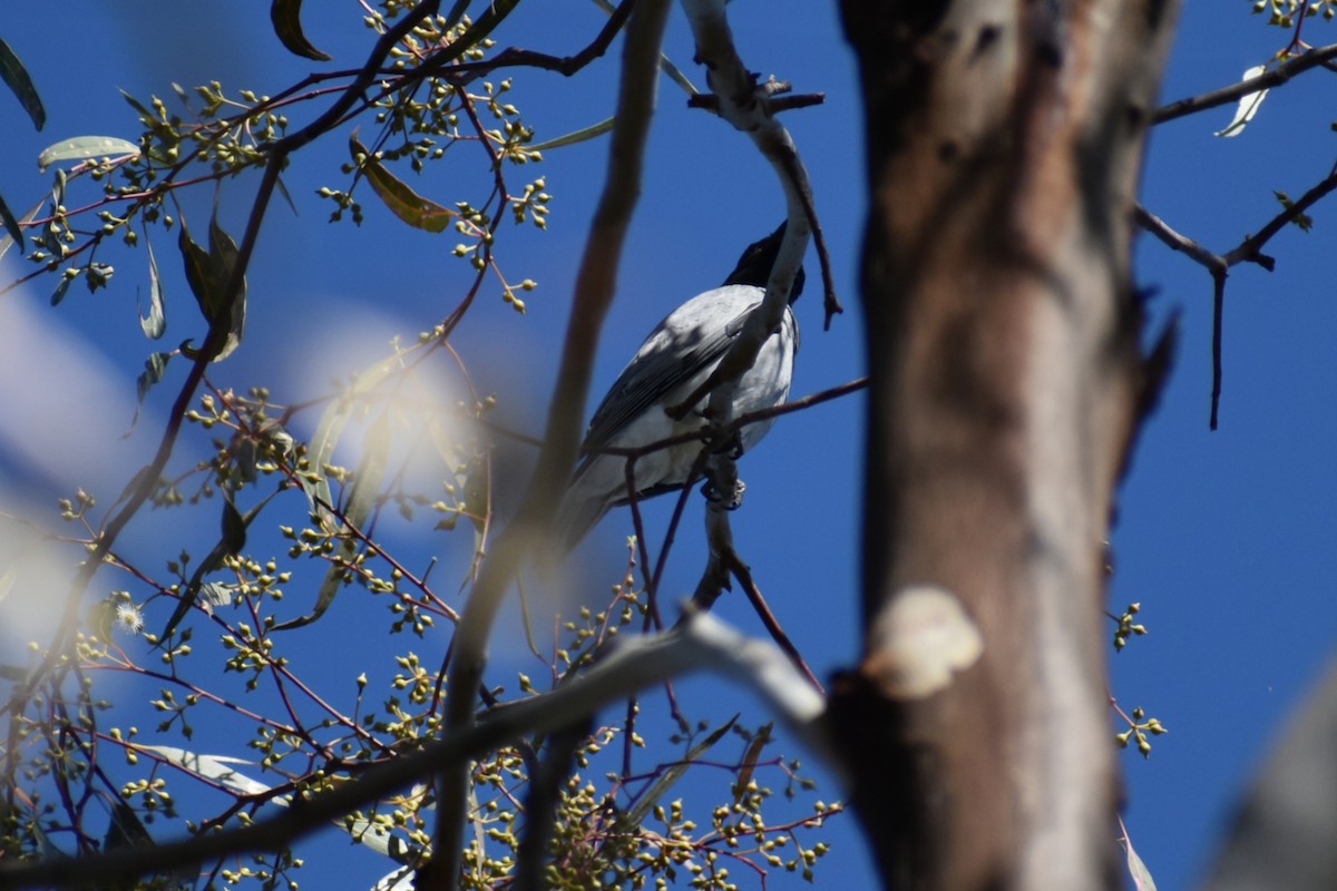 Black-faced Cuckooshrike - ML643582748