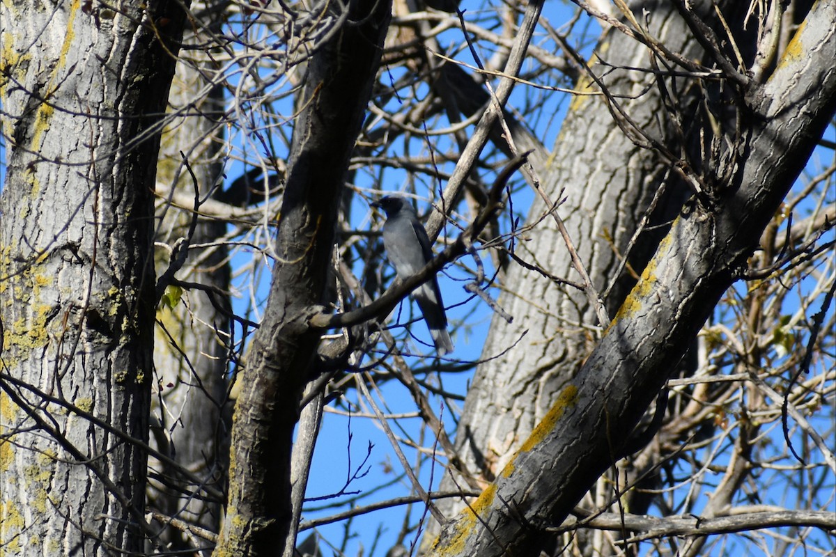 Black-faced Cuckooshrike - ML643582749