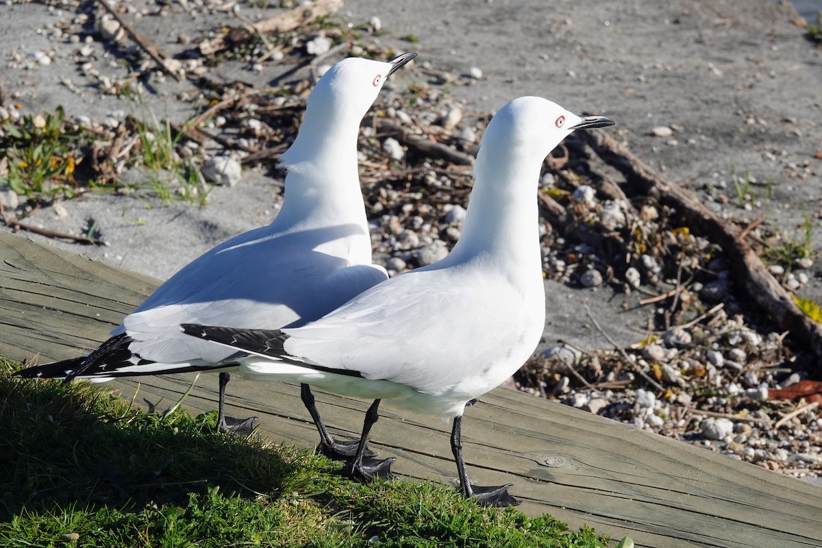 Black-billed Gull - ML643582750