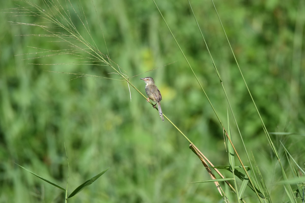 Plain Prinia - ML643582753