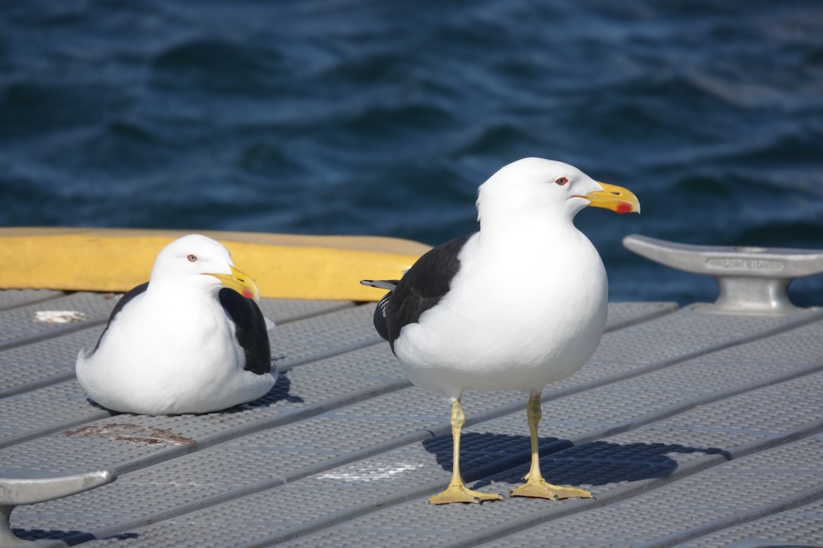 Kelp Gull - ML643582754