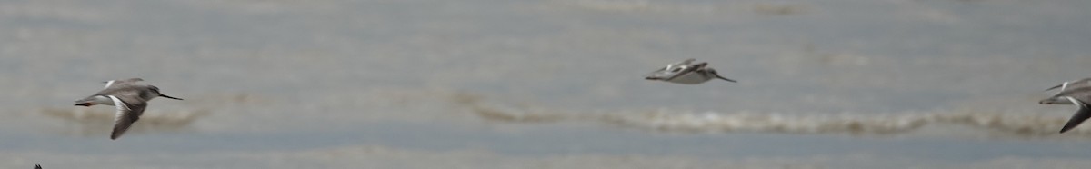 ソリハシシギ - ML643582755